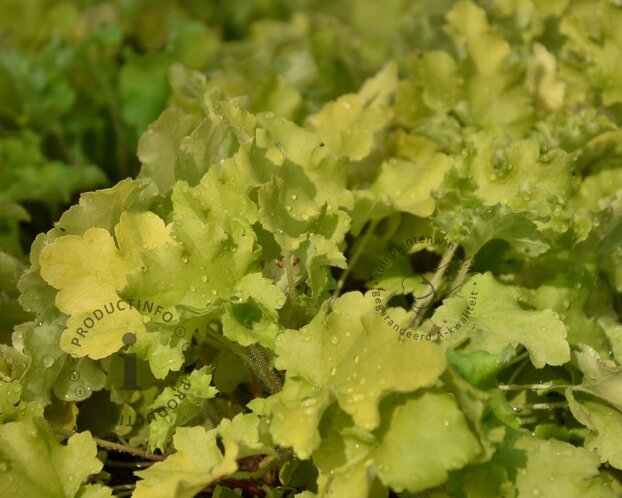 Heuchera 'Lime Marmalade'