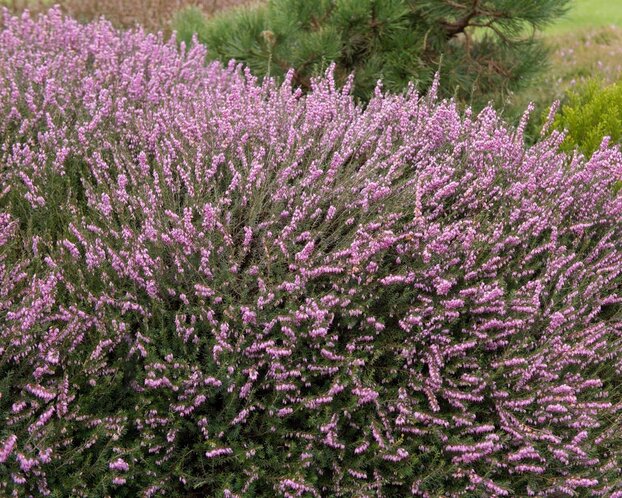 Erica darleyensis 'Ghost Hills'