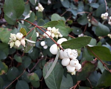 Symphoricarpos x doorenbosii 'White Hedge'