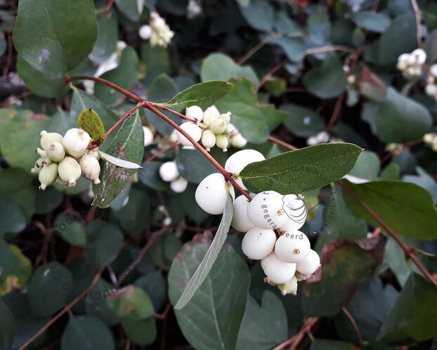 Symphoricarpos x doorenbosii 'White Hedge'