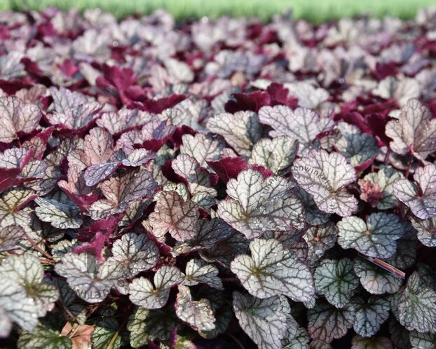 Heuchera 'Silver Scrolls'