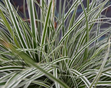 Carex oshimensis 'Everest'