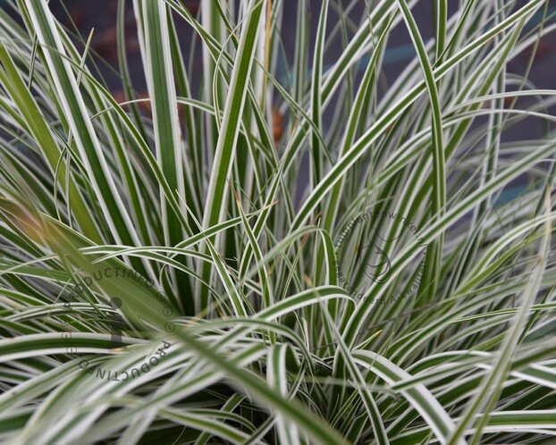 Carex oshimensis 'Everest'