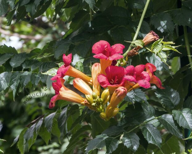 Campsis tagliabuana 'Madame Galen'