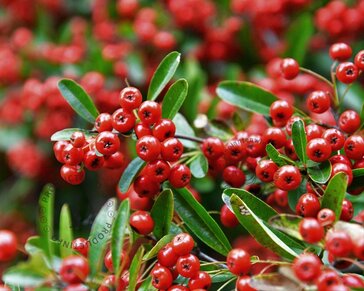 Pyracantha coccinea 'Red Column'