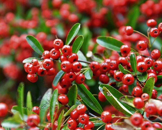 Pyracantha coccinea 'Red Column'