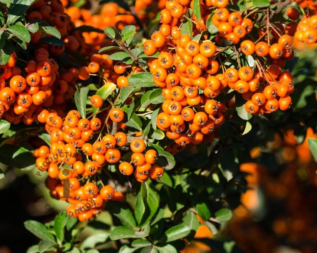 Pyracantha coccinea 'Orange Glow'