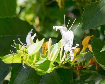 Lonicera japonica 'Hall's Prolific'