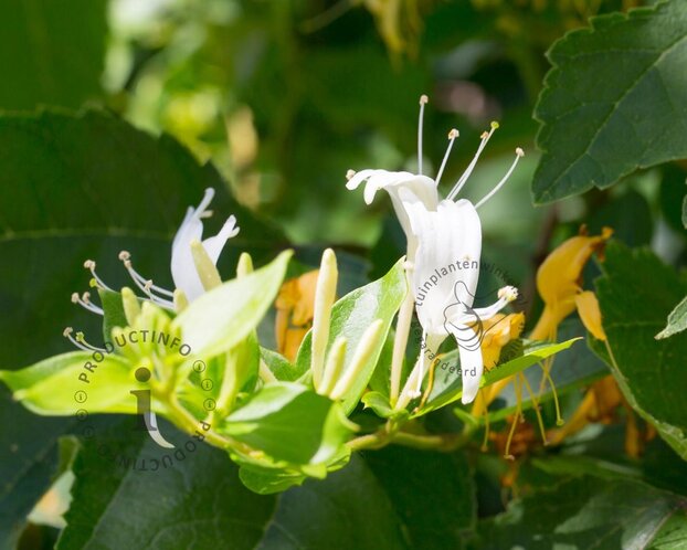 Lonicera japonica 'Hall's Prolific'