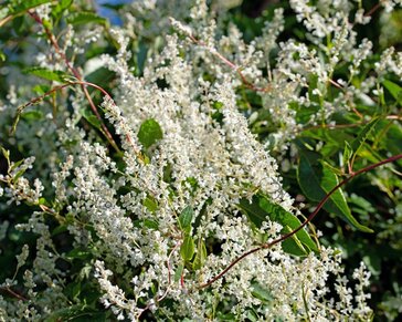 Fallopia aubertii (baldschuanica)