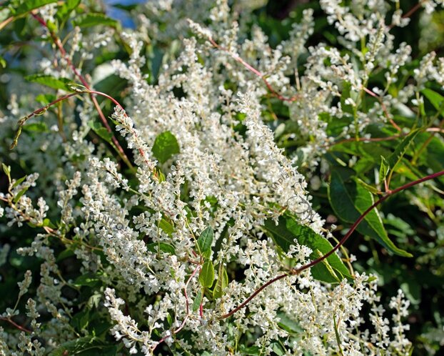 Fallopia aubertii (baldschuanica)