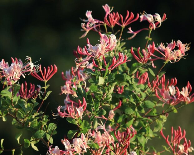 Lonicera periclymenum 'Belgica'