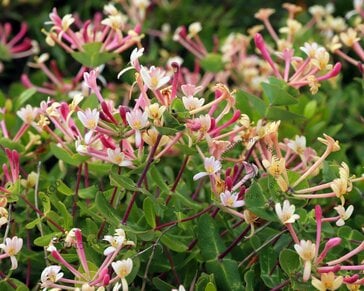 Lonicera periclymenum 'Serotina'