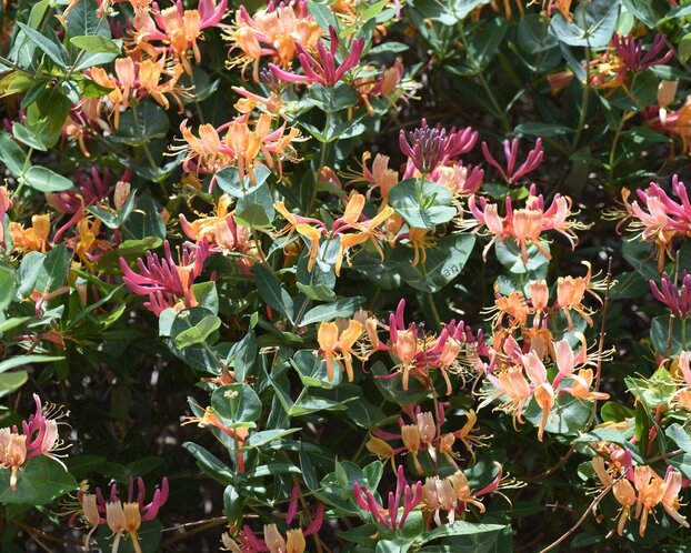 Lonicera heckrottii 'American Beauty'