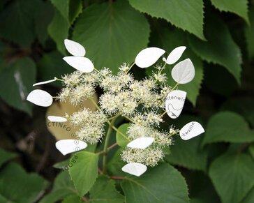 Schizophragma hydrangeoides 'Moonlight'
