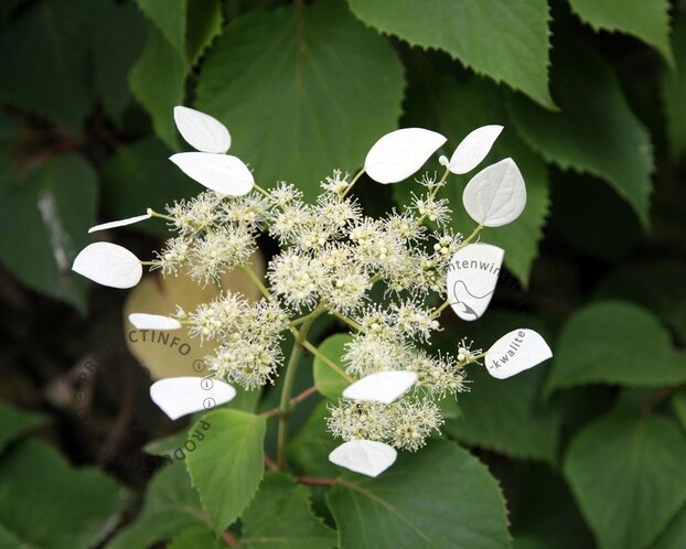Schizophragma hydrangeoides 'Moonlight'