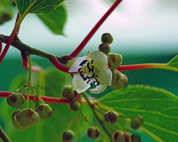 Actinidia arguta 'Ken's Red'