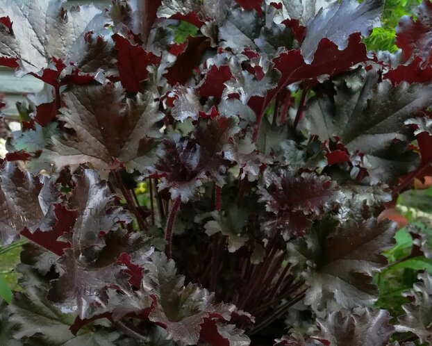 Heuchera 'Black Beauty'