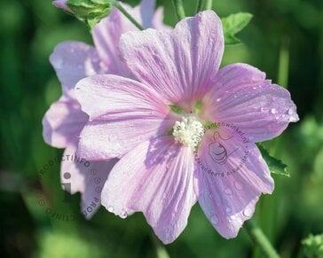 Lavatera 'Lilac Lady'