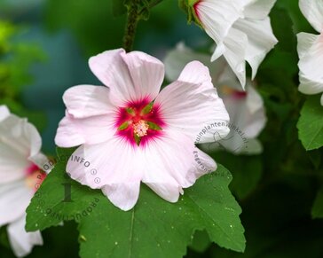 Lavatera 'Blushing Bride'