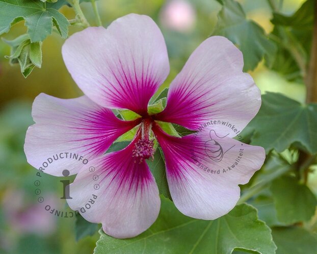 Lavatera 'Maritima'