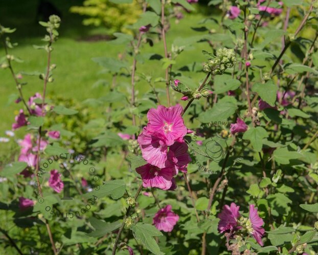Lavatera 'Burgundy Wine'