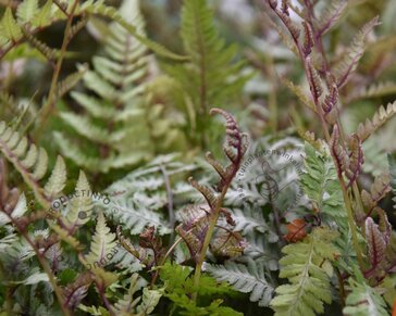 Athyrium niponicum 'Metallicum'