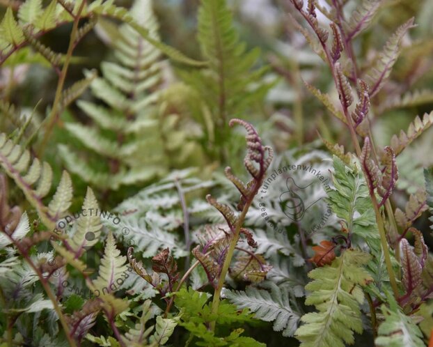 Athyrium niponicum 'Metallicum'