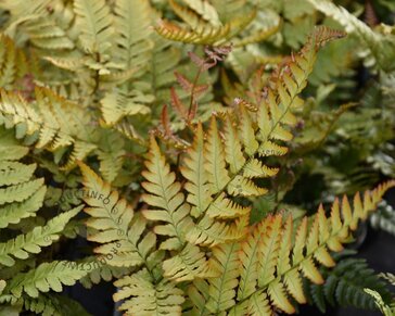 Dryopteris erythrosora 'Prolifica'