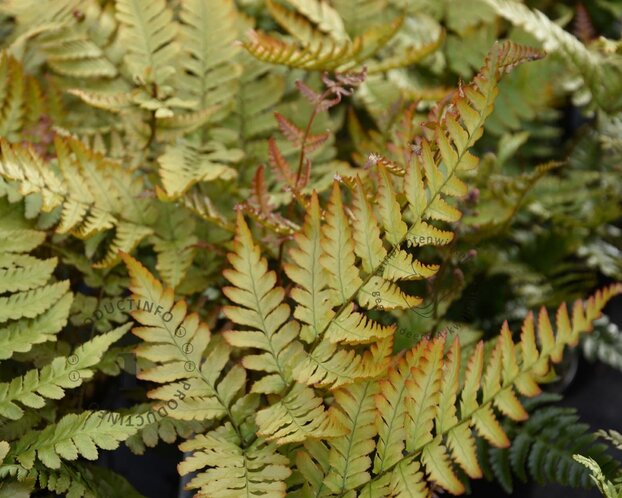 Dryopteris erythrosora 'Prolifica'