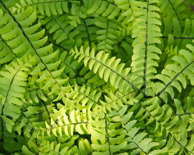 Adiantum pedatum 'Imbricatum'