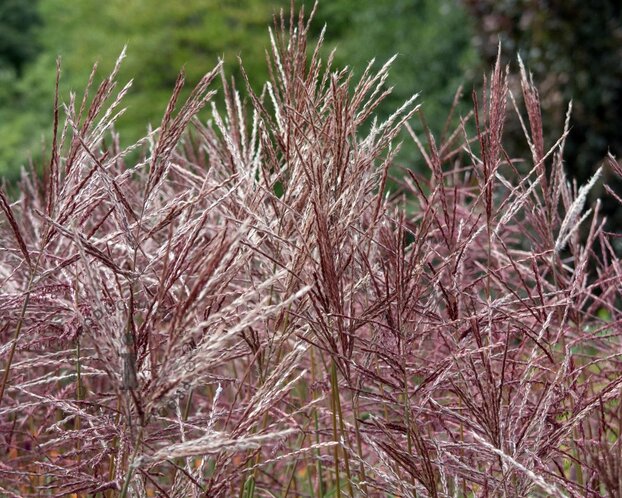 Miscanthus sinensis 'China'