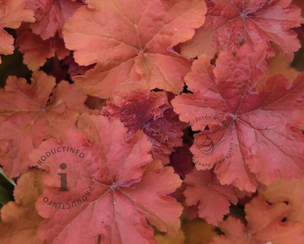 Heuchera 'Boysenberry'