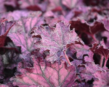 Heuchera 'Forever Purple'