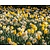 Narcissus Double Mix