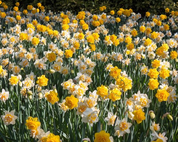 Narcissus Double Mix