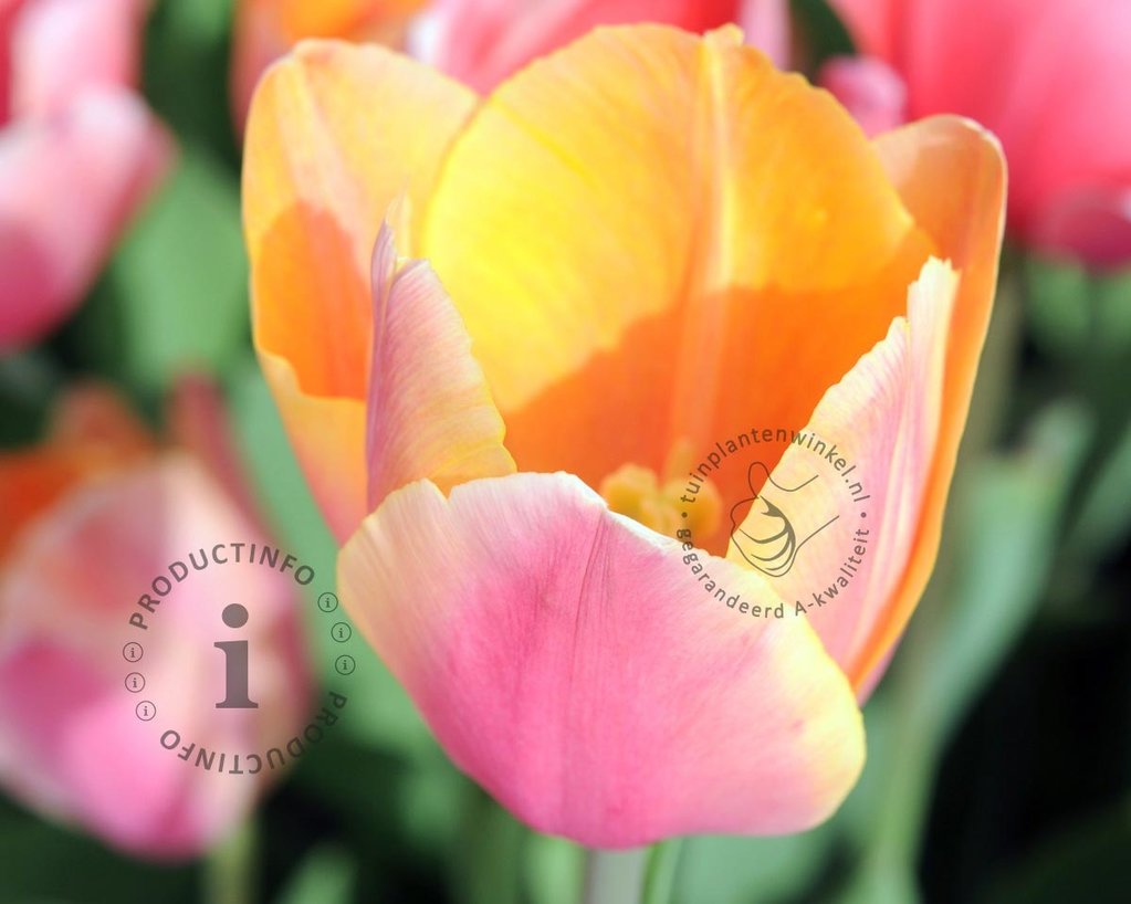 Tulipa 'Mango Charm'