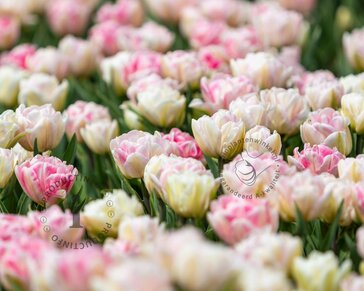 Tulipa Double Sensation
