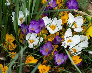 Crocus Species Mix
