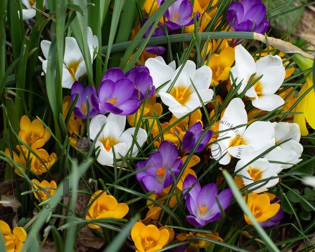 Crocus Species Mix
