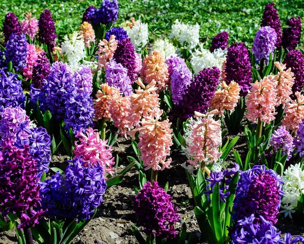 Hyacinthus Mix