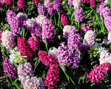 Hyacinthus Pastel Mix