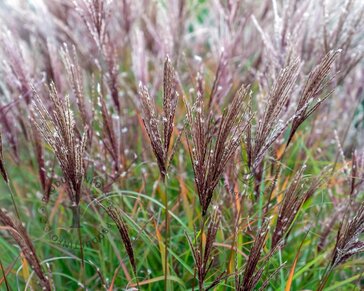 Miscanthus sinensis 'Ferner Osten'