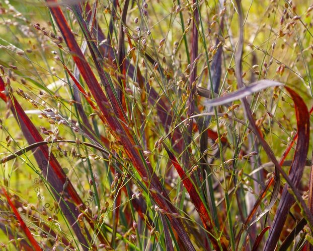 Panicum virgatum 'Squaw'