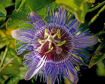 Passiflora 'Purple Haze'