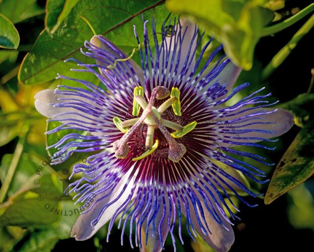 Passiflora 'Purple Haze'