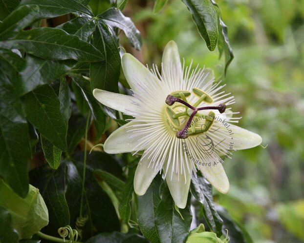 Passiflora caerulea 'Constance Elliott'