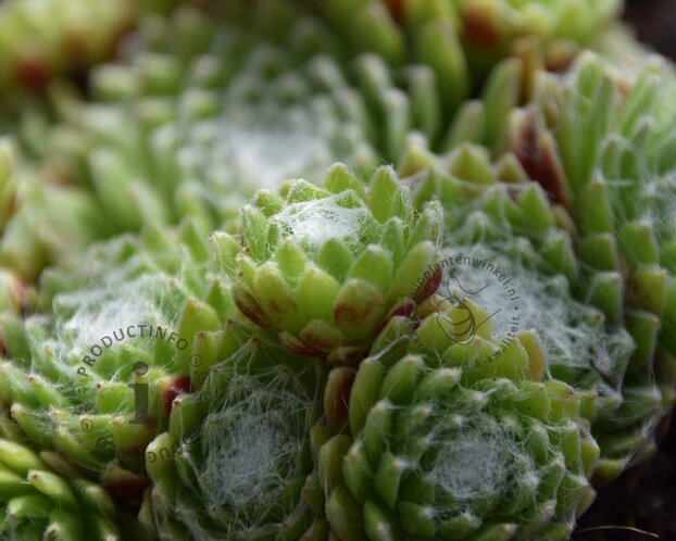 Sempervivum arachnoideum
