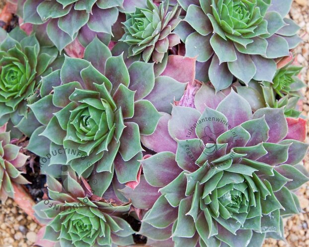 Sempervivum 'Othello'
