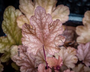 Heuchera 'Carnival Fall Festival'